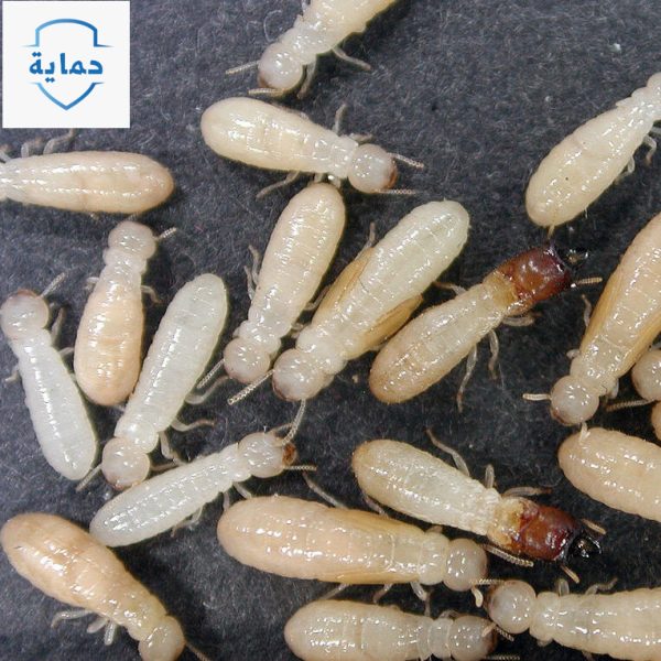 لماذا شركة حماية لخدمات مكافحة وإبادة الرمة في الغافية