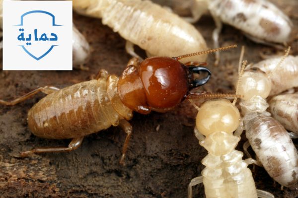 أفضل الحلول لمشاكل انتشار الحشرات والقوارض