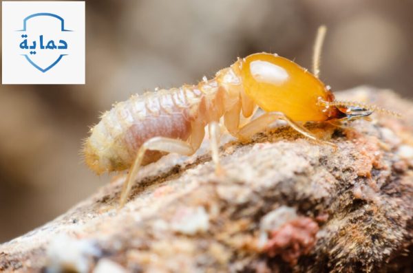 شركة مكافحة النمل الأبيض في محيصنة عمالة فلبينية