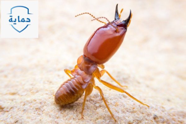 شركة مكافحة النمل الأبيض في محيصنة