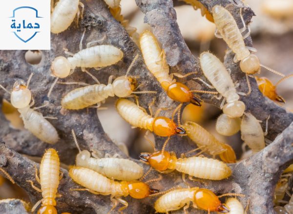 شركة مكافحة الرمة النشطة أو الميتة