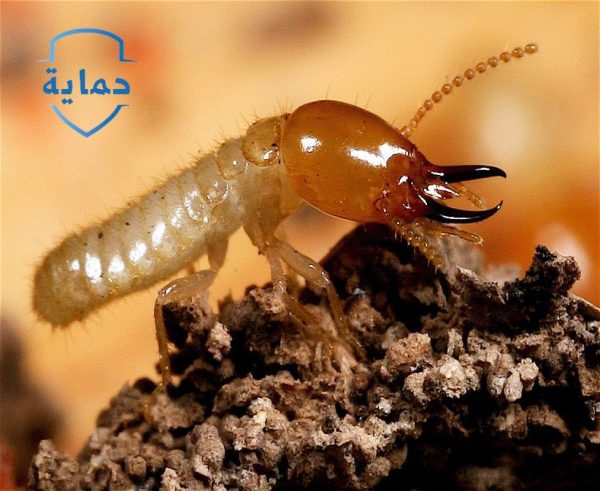 الأدوات التي تستخدمها شركة علاج الرمة في الجدار