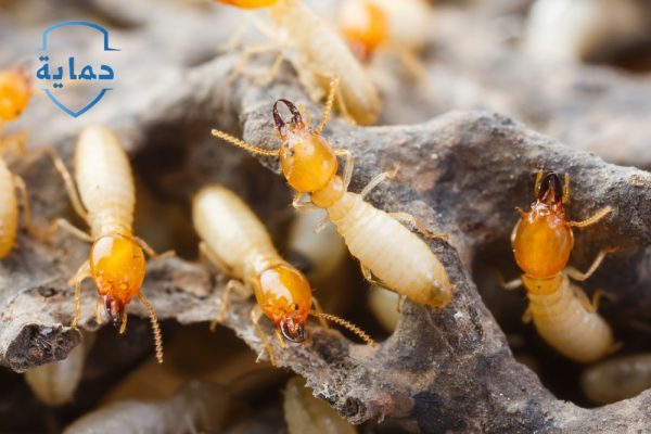 القضاء على الرمة في الجدار