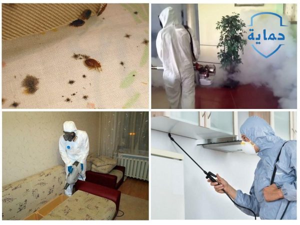 الخدمات التي تقدمها شركة حماية في مكافحة الصراصير