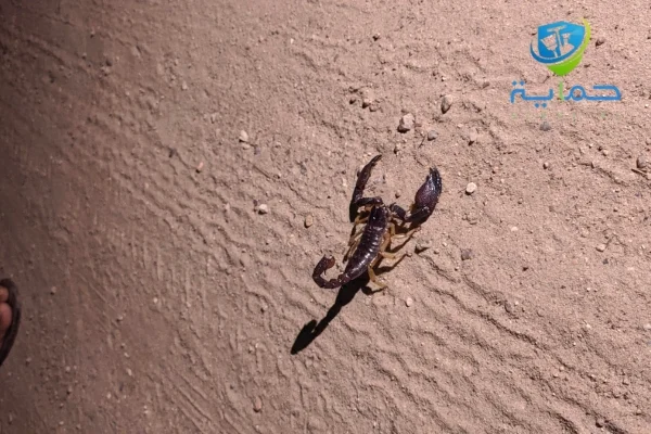 شركة مكافحة الثعابين والعقارب في رأس الخيمة