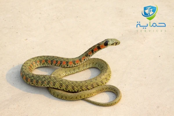 شركة مكافحة الثعابين والعقارب في رأس الخيمة
