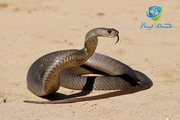 شركة مكافحة الثعابين والعقارب في كلباء