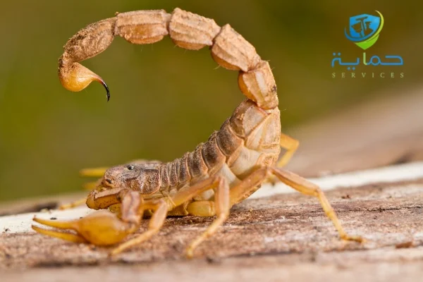 شركة مكافحة العقارب في سويحان