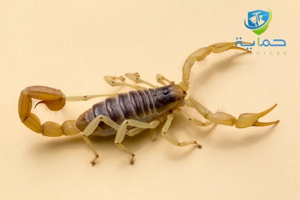 شركة مكافحة العقارب في سويحان