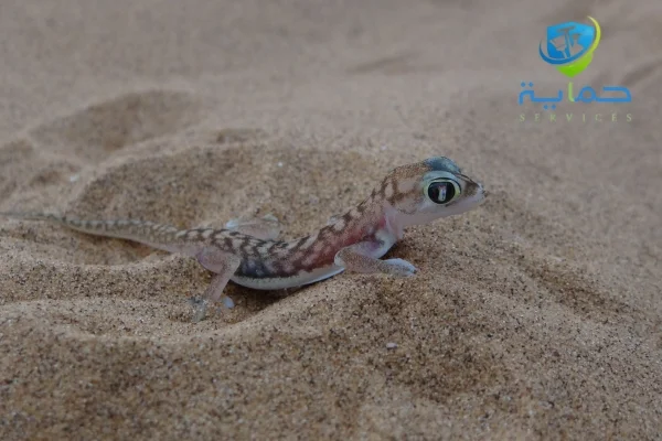 رش الزواحف والعقارب في الطويين الفجيرة - مكافحة السحالي