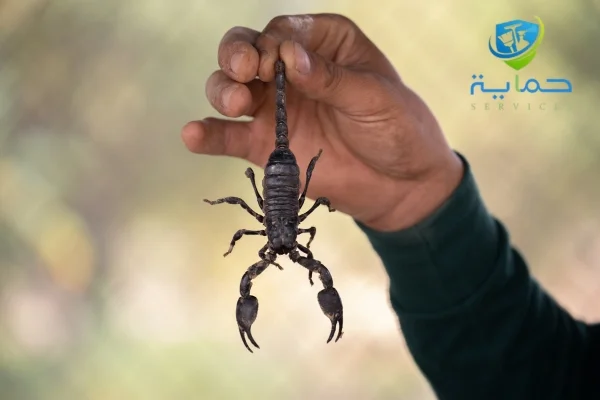 شركة مكافحة العقارب في سويحان-مكافحة التيتار بخصم 35%