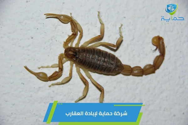 إبادة العقارب في مدينة زايد