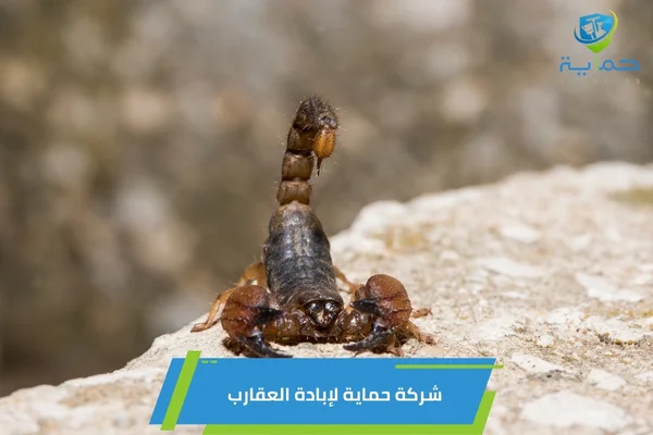 إبادة العقارب في مدينة زايد