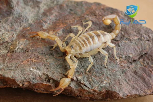 شركة مكافحة الثعابين والعقارب في الوثبة