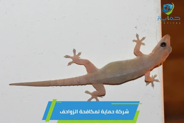 شركة مكافحة زواحف في الوثبة