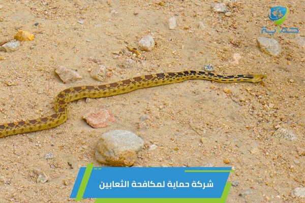 مكافحة الثعابين في الشهامة
