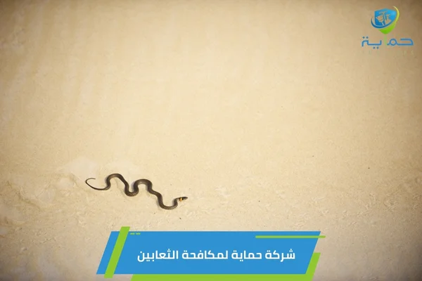مكافحة الثعابين في الشهامة