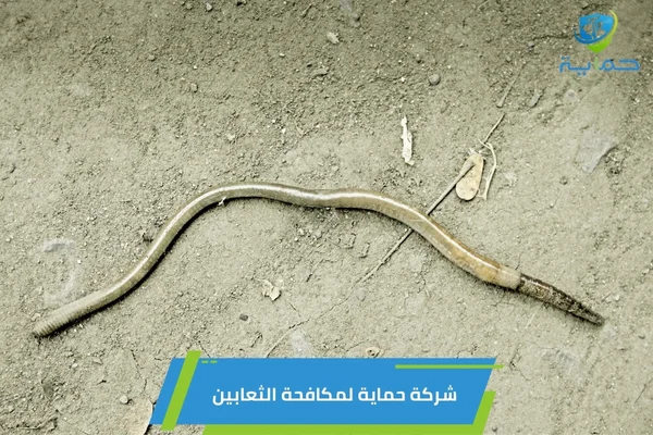 مكافحة الثعابين في بني ياس