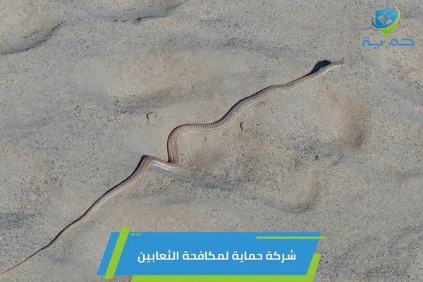 مكافحة الثعابين في بني ياس