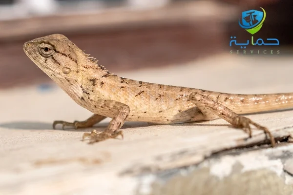 مكافحة الزواحف في المناطق الصحراوية الإمارات