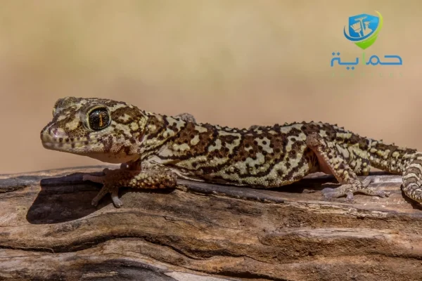 مكافحة الزواحف في المناطق الصحراوية الإمارات