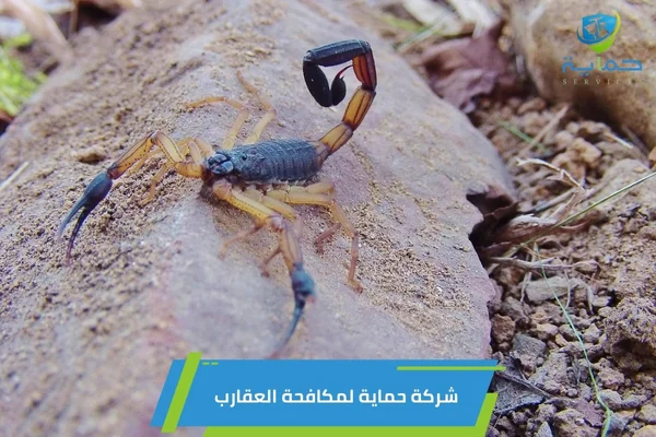 مكافحة العقارب في الهير العين