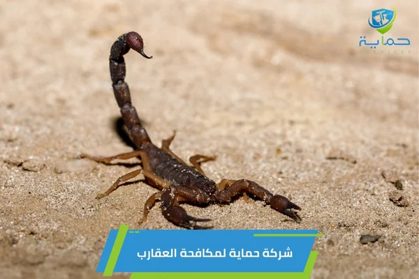 مكافحة العقارب في الهير العين