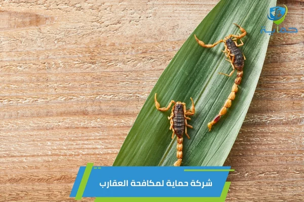 مكافحة العقارب في الهير العين