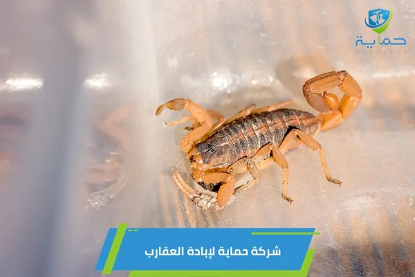 إبادة العقارب في مدينة زايد