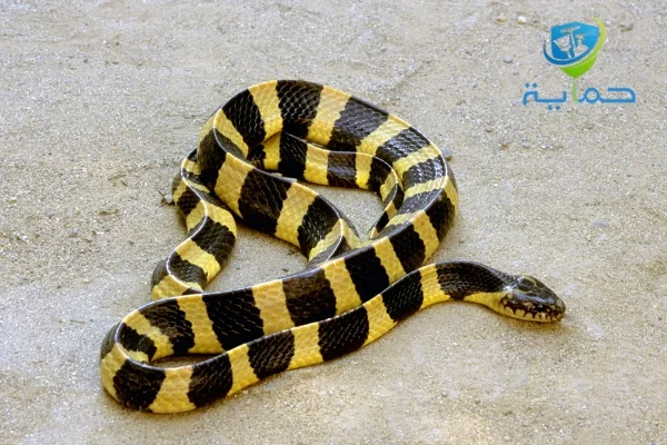 شركة مكافحة الثعابين والعقارب في الوثبة - ابادة فورية في 40 د