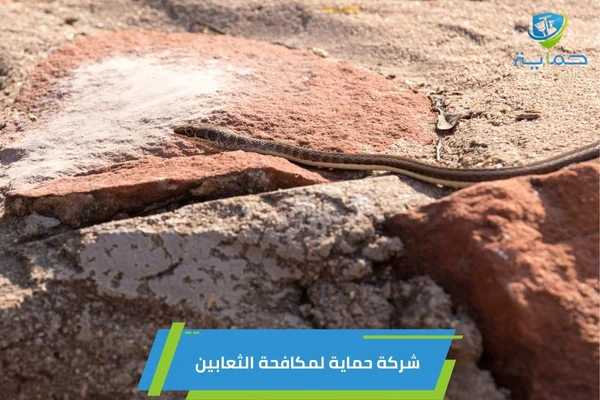 مكافحة الثعابين في الشهامة - اقوى تقنيات ابادة الزواحف