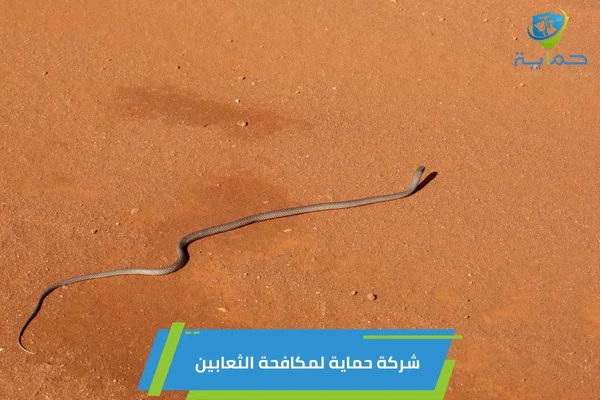 مكافحة الثعابين في بني ياس