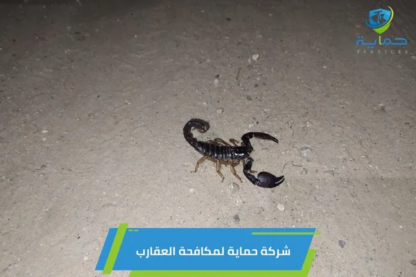 مكافحة العقارب في الهير العين