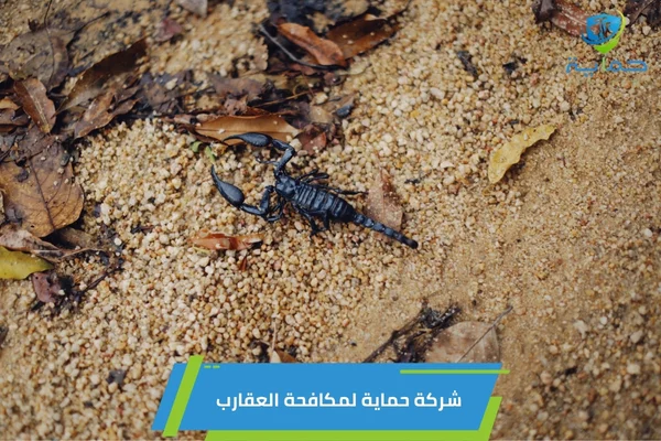 إبادة العقارب في المناطق الصحراوية بدبي