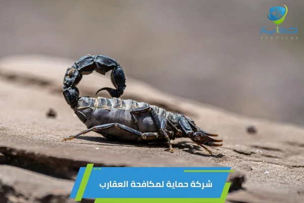 إبادة العقارب في المناطق الصحراوية بدبي