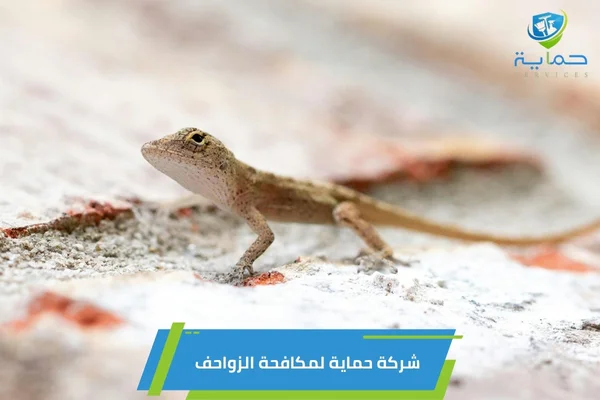 شركة مكافحة الزواحف في الورقاء