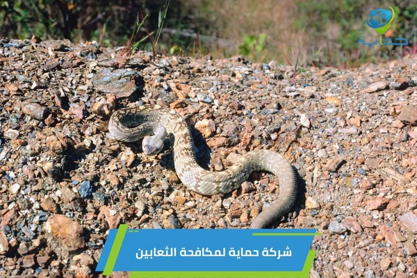 مكافحة الثعابين في مناطق المزارع دبي