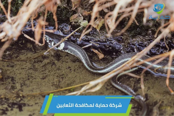 مكافحة الثعابين في مناطق المزارع دبي