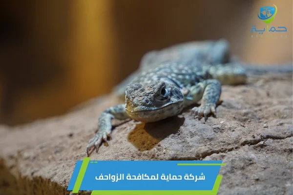 مكافحة الزواحف في الليسيلي