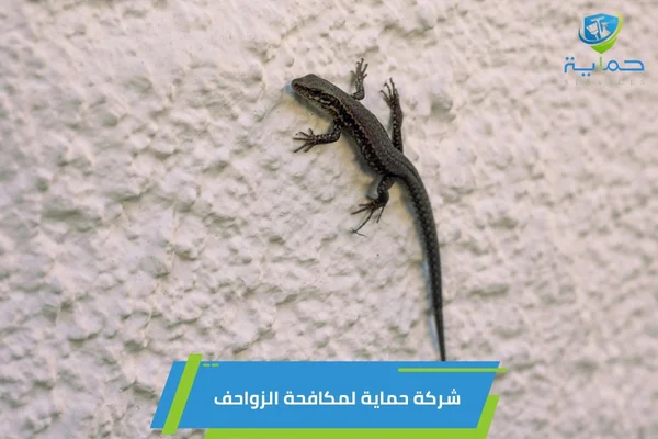 شركة مكافحة الزواحف في الورقاء - مكافحة حشرات دبي