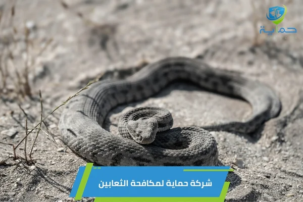 مكافحة الثعابين في مناطق المزارع دبي - السموم والمصائد