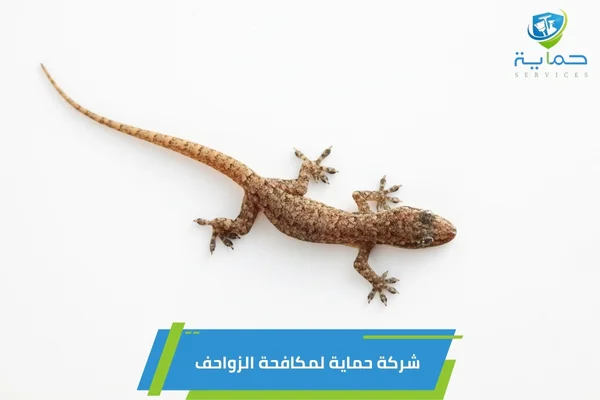 مكافحة الزواحف في الليسيلي دبي - خدمة عملاء على مدار الساعة
