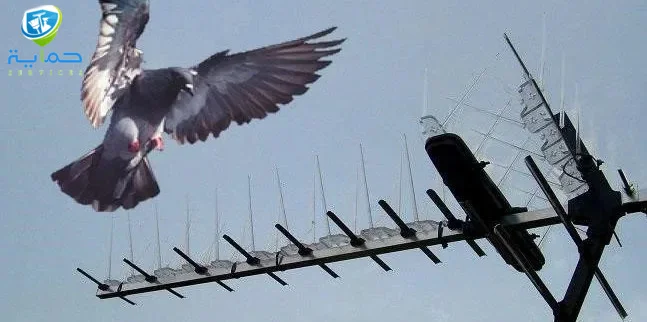 مكافحة الحمام في الشارقة