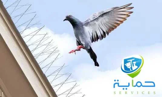 مكافحة الحمام في الشارقة