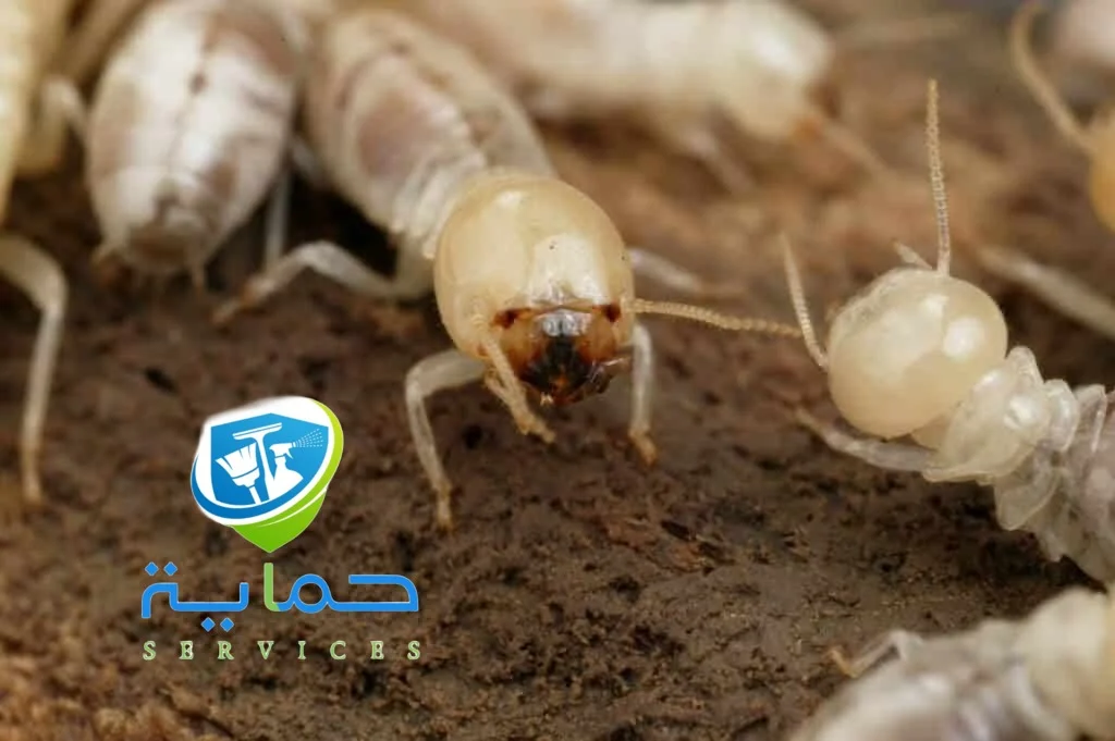 شركة مكافحة النمل الابيض في العين