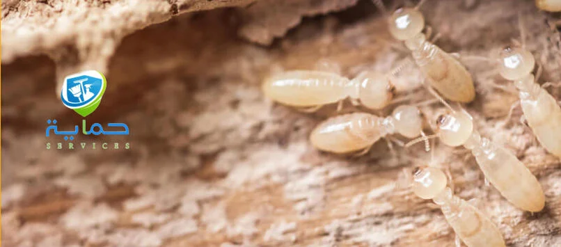 شركة مكافحة النمل الابيض في المنطقة الغربية