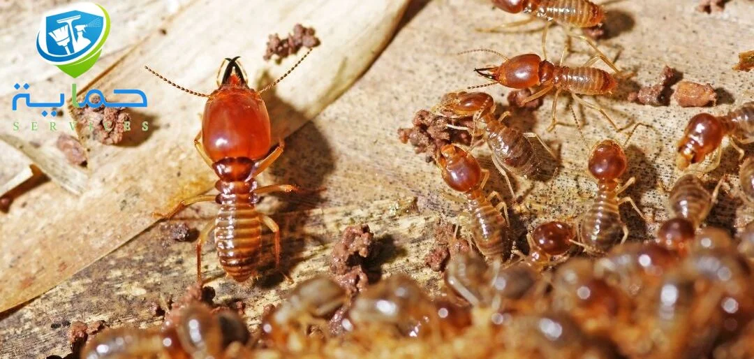 شركة مكافحة النمل الابيض في المنطقة الغربية