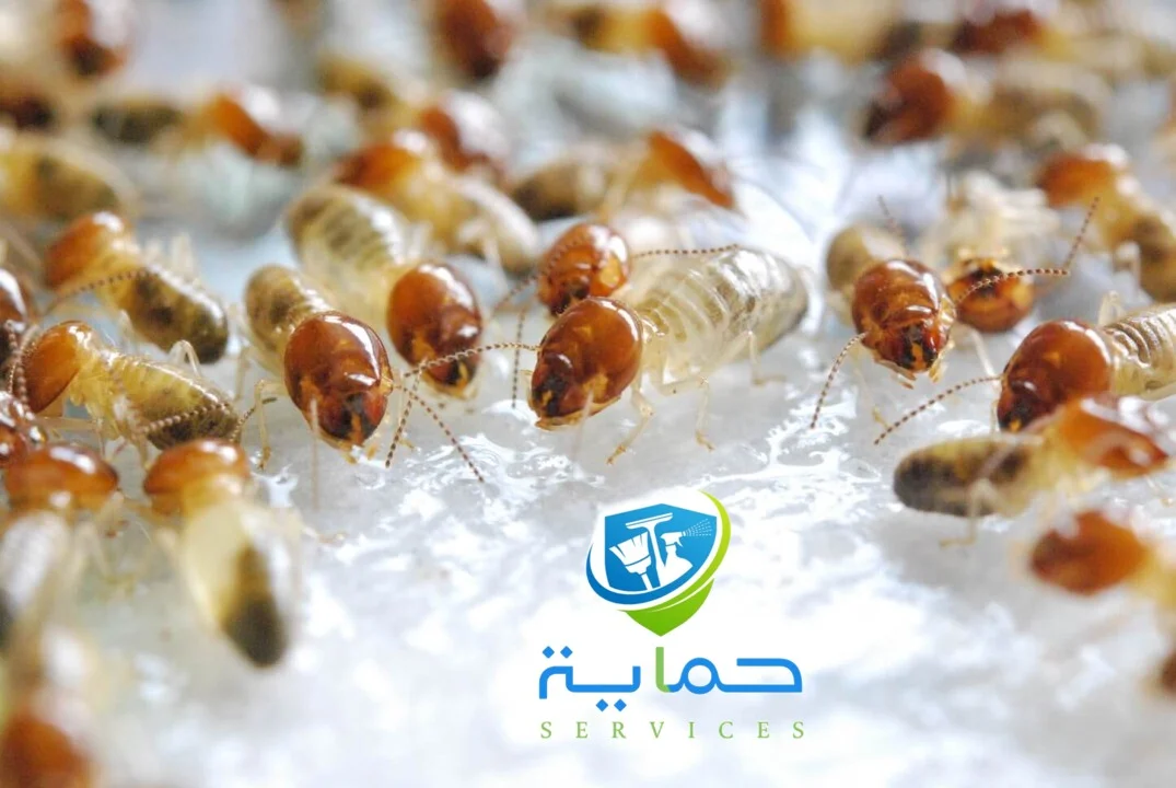 شركة مكافحة النمل الابيض في حتا 