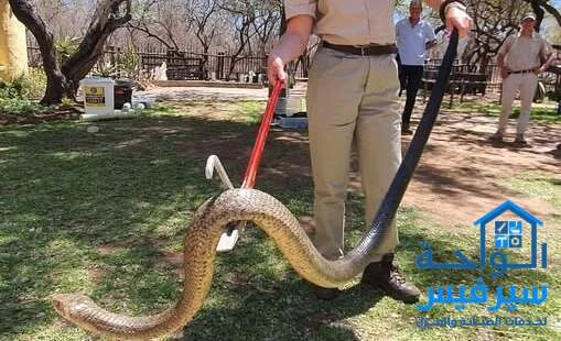 شركة مكافحة الثعابين في المدام