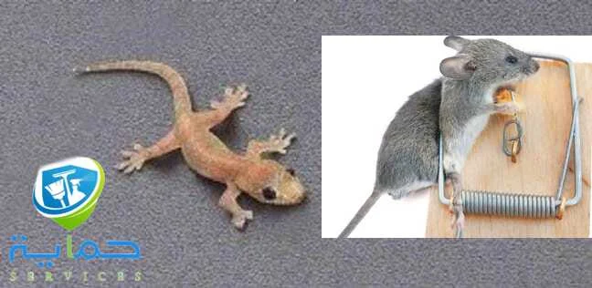 مكافحة الزواحف في الخران-اساليب مبتكرة تضمن الابادة في3ساعات